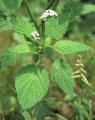 Heliotropium indicum