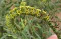 Heliotropium zeylanicum