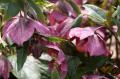 Helleborus abchasicus