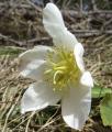 Helleborus niger