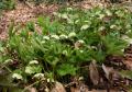 Helleborus orientalis