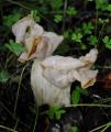 Helvella crispa