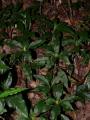 Herpysma longicaulis