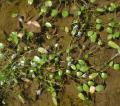 Heteranthera oblongifolia