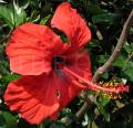 Hibiscus rosa-sinensis