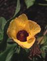 Hibiscus surattensis