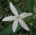 Hippobroma longiflora