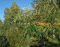 Hippophae rhamnoides