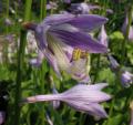 Hosta ventricosa