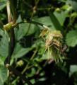 Humulus lupulus