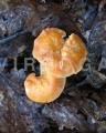 Hydnum rufescens