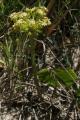 Hydrocotyle bonariensis