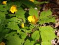 Hylomecon japonicum