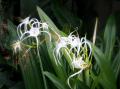 Hymenocallis latifolia