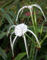 Hymenocallis littoralis