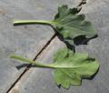 Hyoscyamus albus