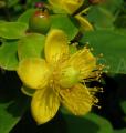 Hypericum androsaemum