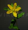 Hypericum humifusum
