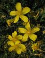 Hypericum olympicum