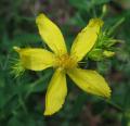 Hypericum perforatum