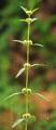 Hyptis brevipes
