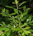 Ilex glabra