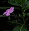 Impatiens irvingii