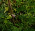 Indigofera penduloides