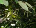 Indigofera suffruticosa
