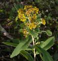 Inula cappa