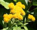 Inula germanica