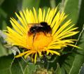 Inula helenium