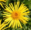 Inula salicina