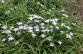 Ipheion uniflorum