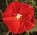 Ipomoea hederifolia