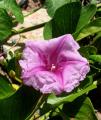 Ipomoea pes-caprae