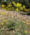 Isatis tinctoria