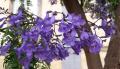 Jacaranda mimosifolia