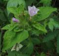 Jacquemontia tamnifolia