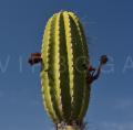 Jasminocereus thouarsii