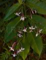 Jasminum attenuatum