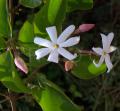 Jasminum dichotomum