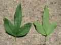 Jasminum mesnyi
