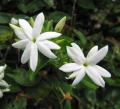 Jasminum multiflorum