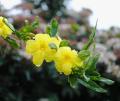 Jasminum nudiflorum