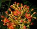 Jatropha multifida