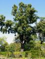 Juglans nigra