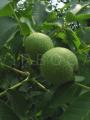 Juglans regia