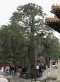 Juniperus chinensis