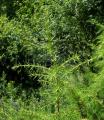 Juniperus communis